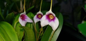 masdevallia exquisita