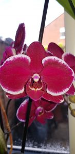 phalaenopsis