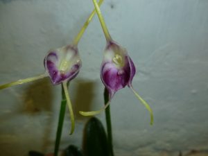 masdevallia infracta